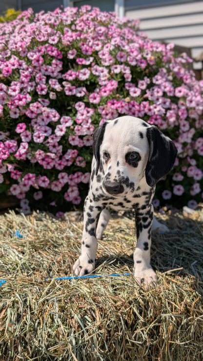 DALMATIAN (JUN 29) FEMALES