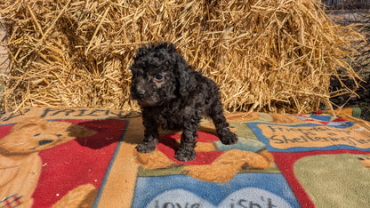 TOY POODLE (02/01) MALE