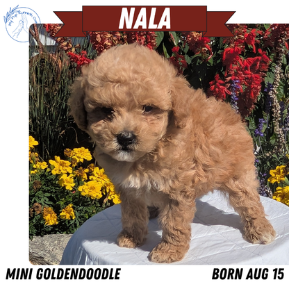 MINI GOLDENDOODLE (08/15) FEMALE