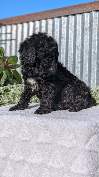 TOY POODLE (07/06) MALE