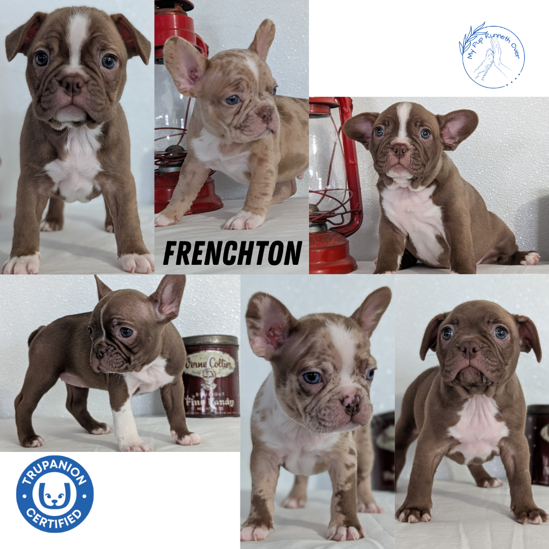 FRENCHTON (NOV 15) MALES