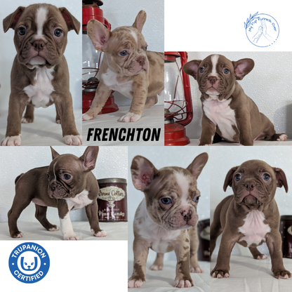 FRENCHTON (NOV 15) MALES