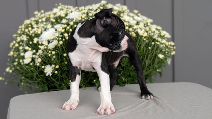 BOSTON TERRIER (JUL 11) 4 FEMALES/4 MALES