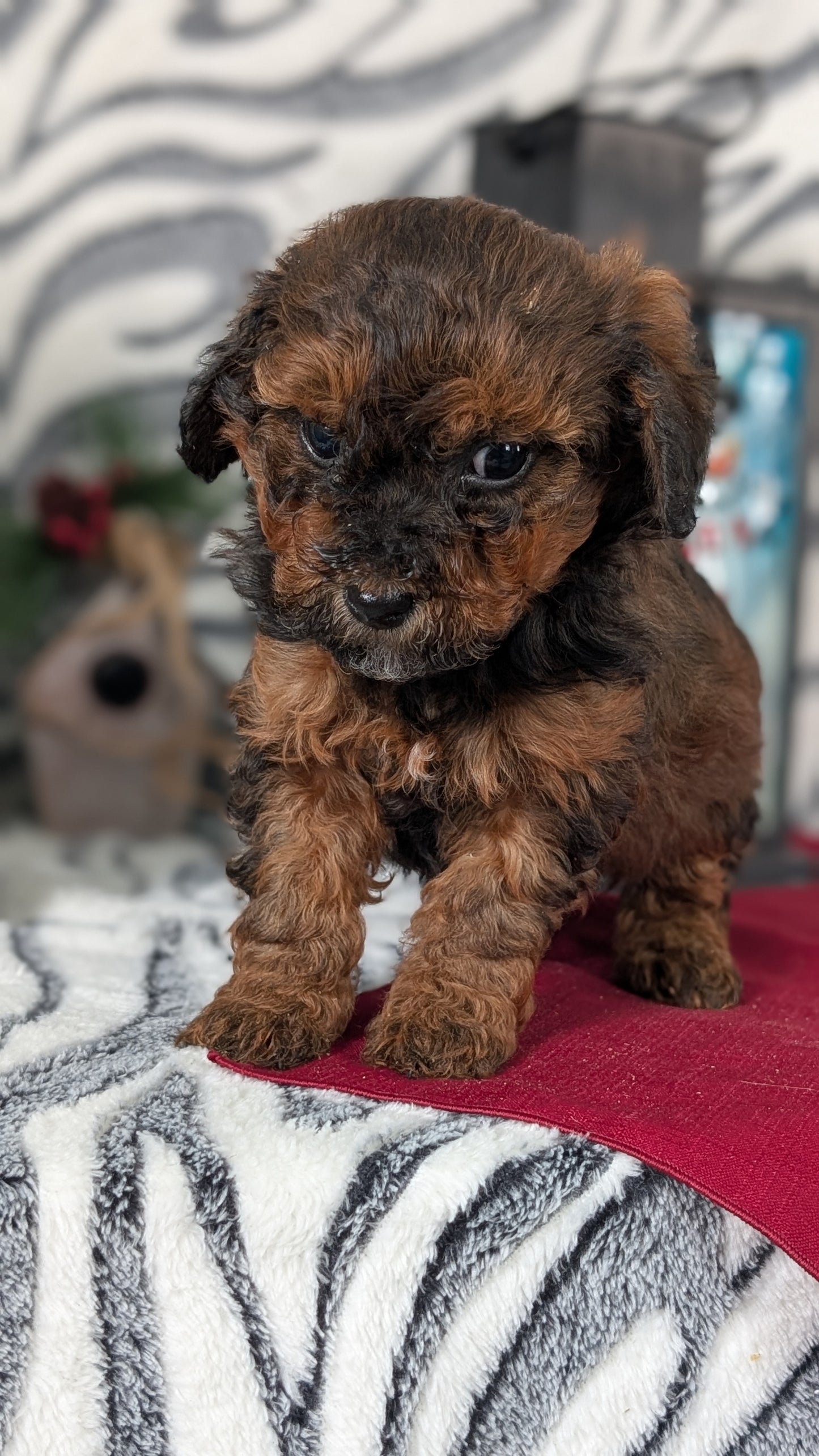 MINI LABRADOODLE (OCT 20) FEMALES