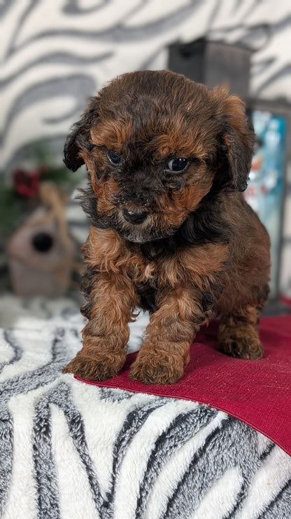MINI LABRADOODLE (OCT 20) FEMALES