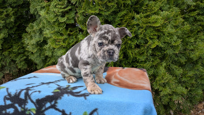 FRENCH BULLDOG (03/04) FEMALE