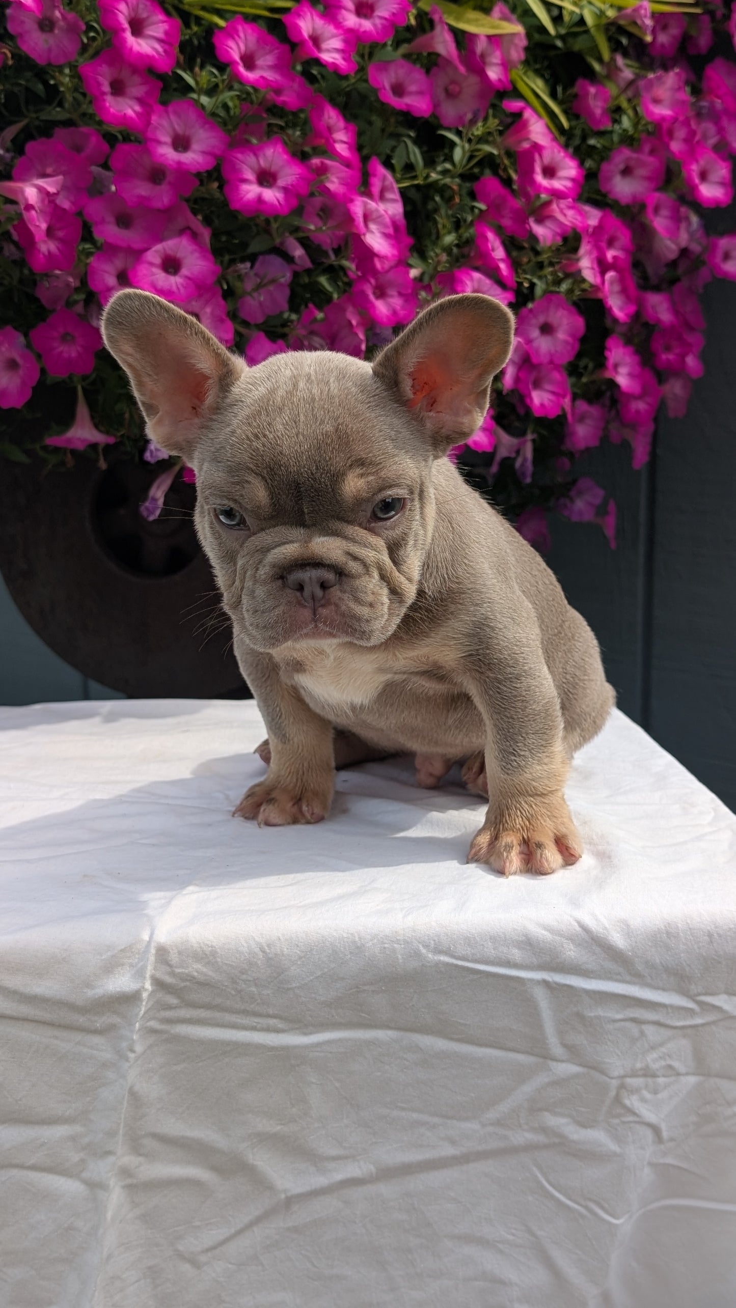 FRENCH BULLDOG (06/27) MALE