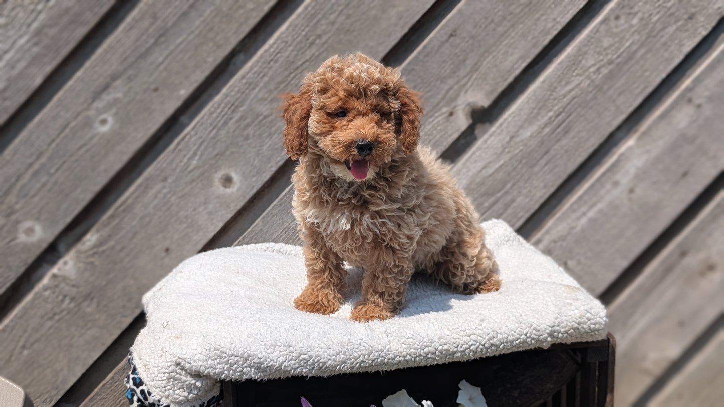 MINI POODLE (MAY 12) MALES
