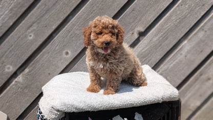 MINI POODLE (MAY 12) MALES