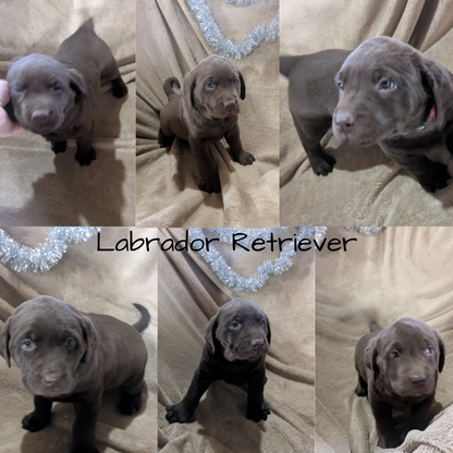 LABRADOR RETRIEVER (10/17) MALE