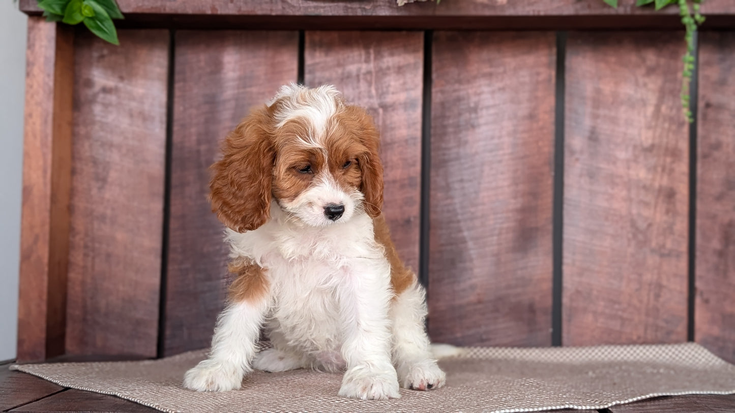 CAVAPOO (MAY 18) FEMALES