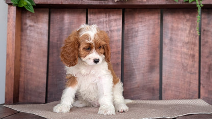 CAVAPOO (MAY 18) FEMALES