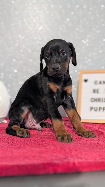 DOBERMAN PINSCHER (OCT 17) MALES