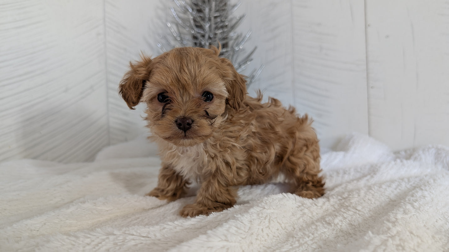 CAVAPOO (NOV 08) MALES