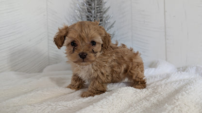 CAVAPOO (NOV 08) MALES