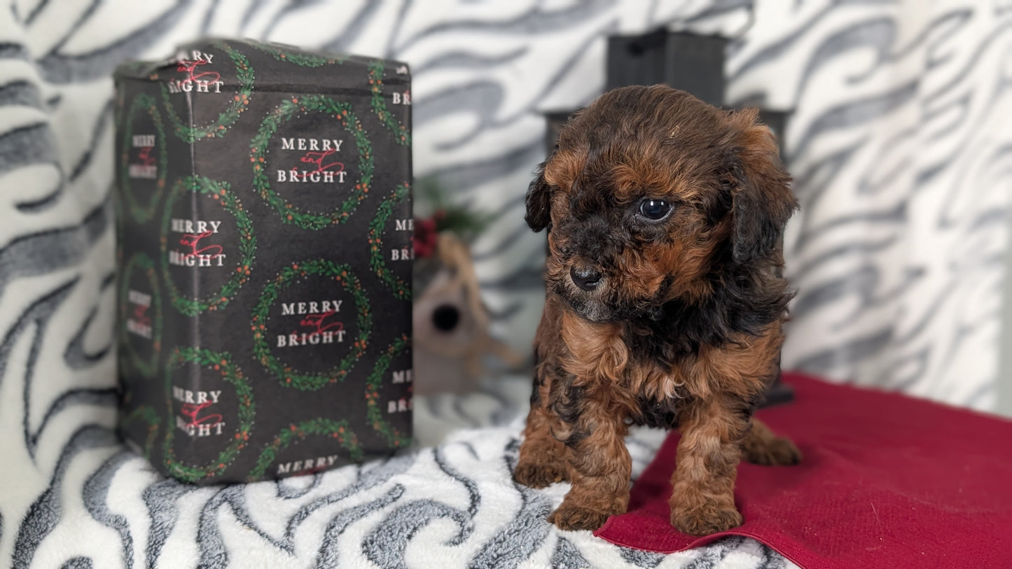 MINI LABRADOODLE (OCT 20) FEMALES