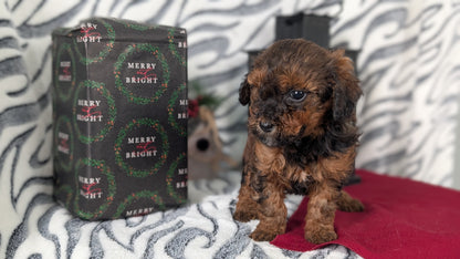 MINI LABRADOODLE (OCT 20) FEMALES