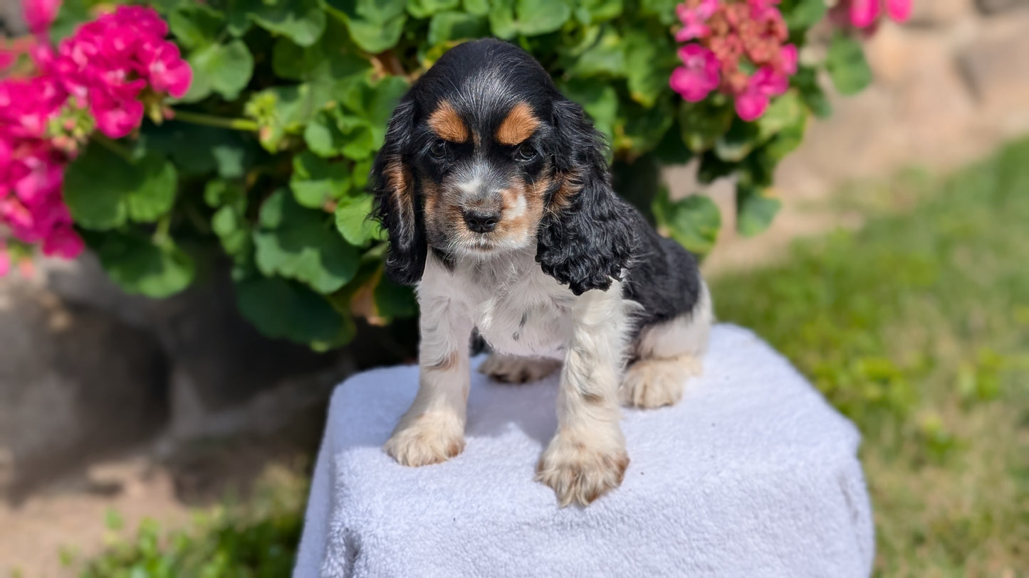 COCKER SPANIEL (07/16) FEMALE