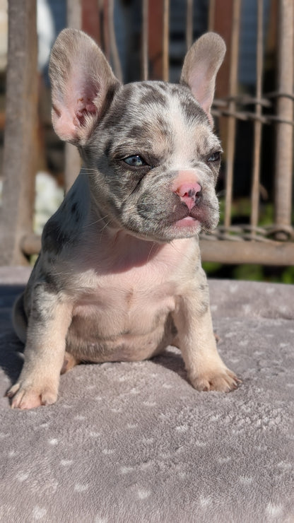 FRENCH BULLDOG (07/29) MALE