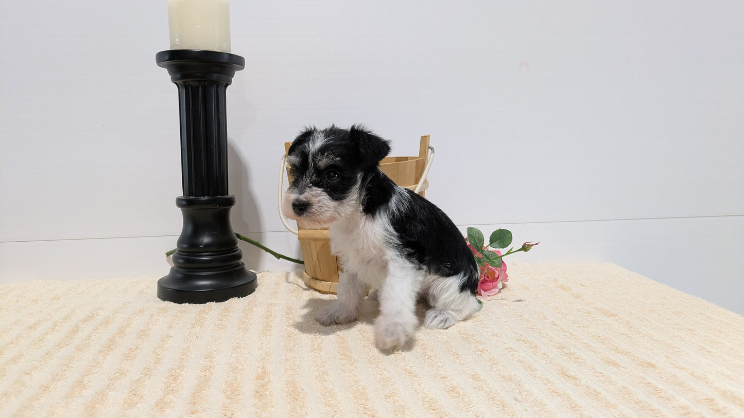MINI SCHNAUZER (02/18) FEMALE