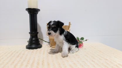 MINI SCHNAUZER (02/18) FEMALE