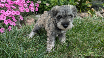MINI SCHNAUZER (07/26) MALE