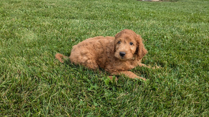 IRISH DOODLE (07/06) MALE