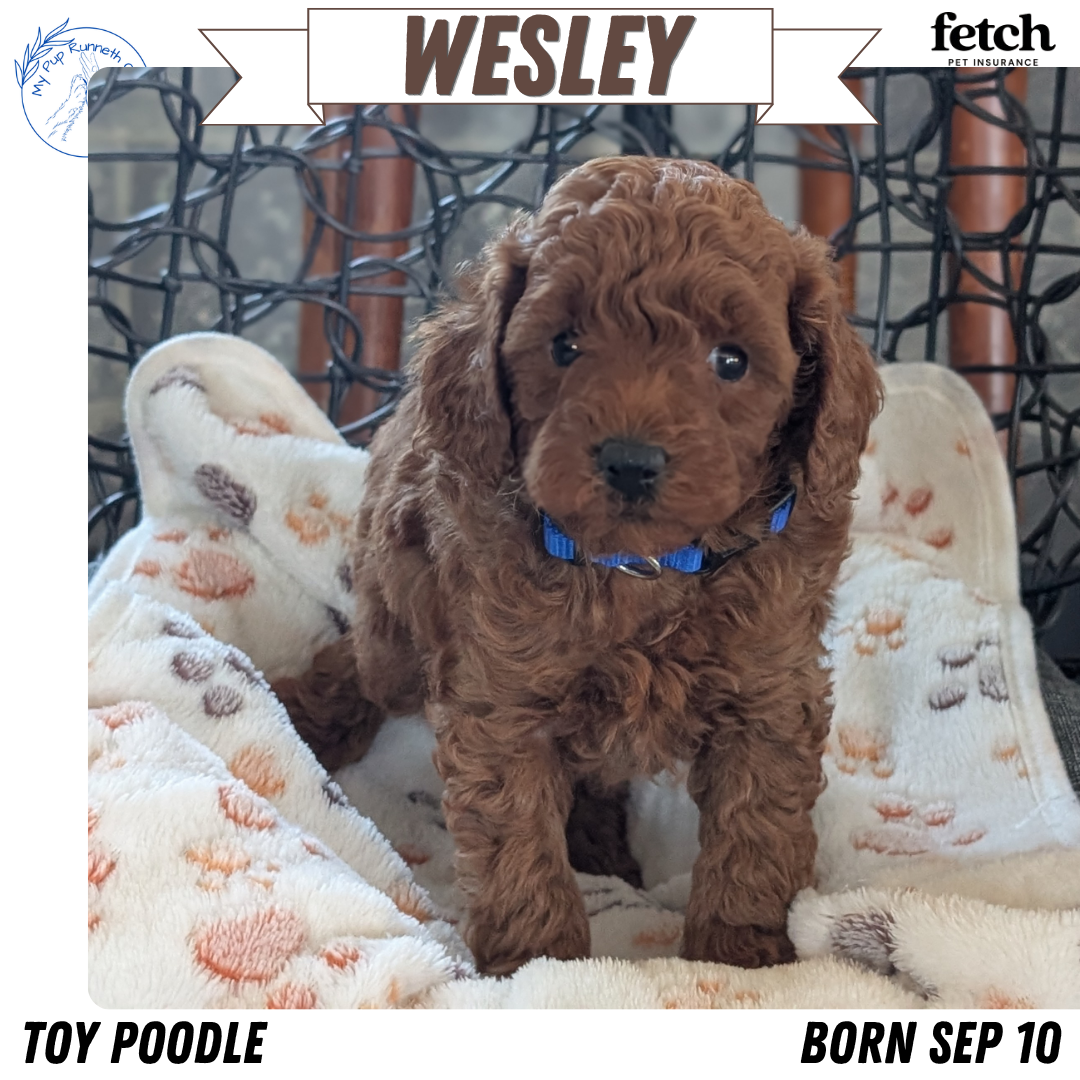 TOY POODLE (SEP 10) 4 MALES/2 FEMALES