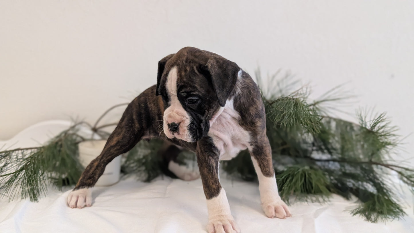 BOXER (DEC 04) FEMALE