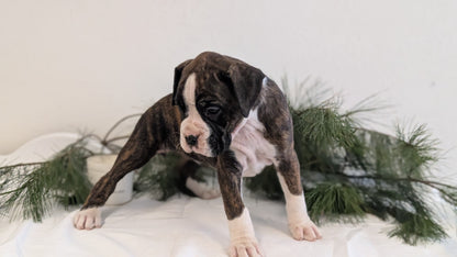 BOXER (DEC 04) FEMALE