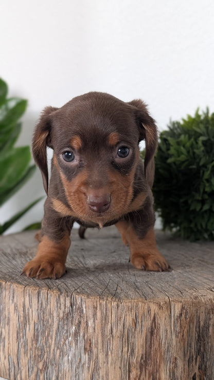MINI DACHSHUND (09/22) MALE