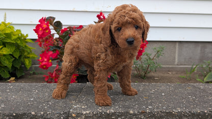 TOY POODLE (07/04) MALE