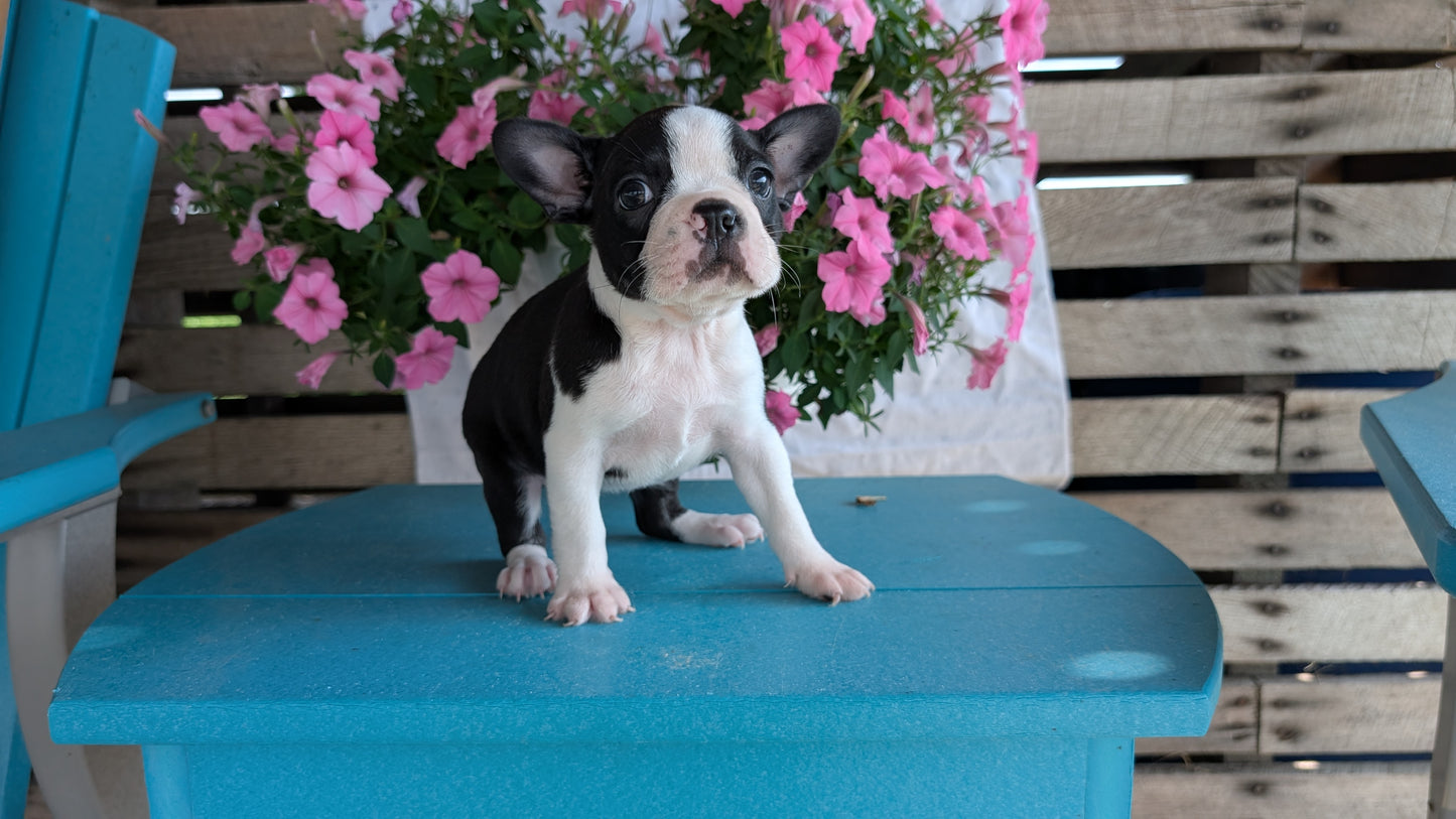 BOSTON TERRIER (06/29) FEMALE