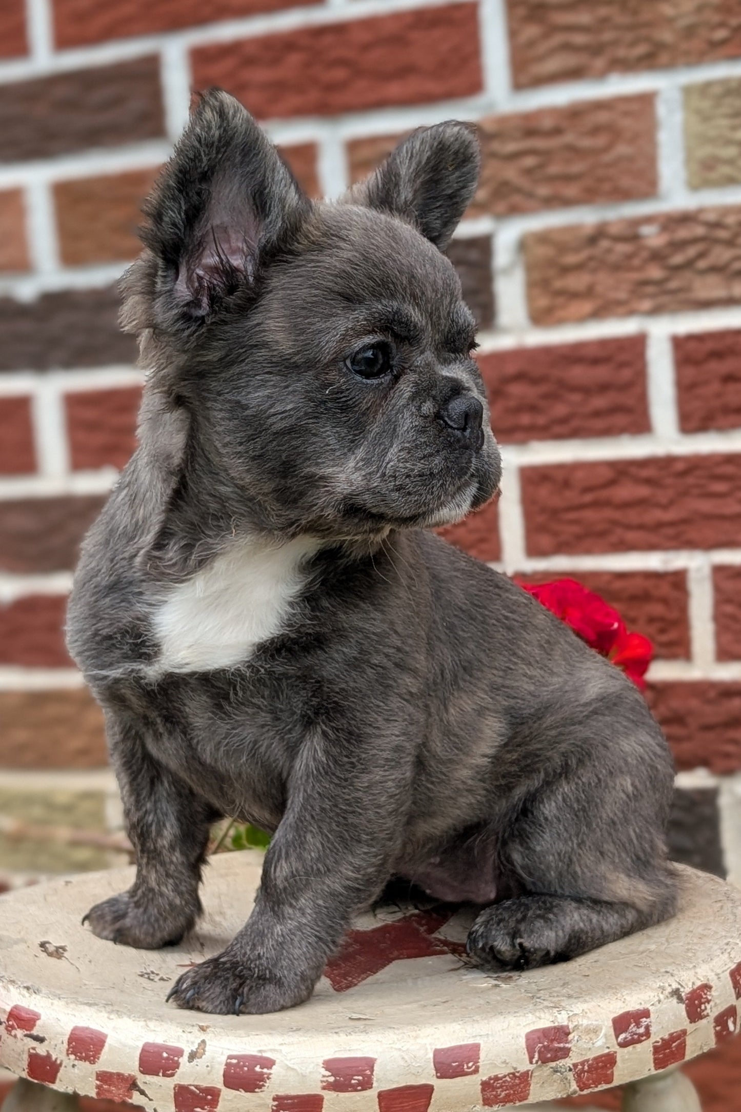 FRENCH BULLDOG (MAR 09) FEMALES