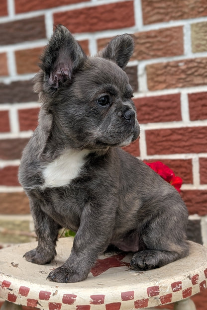 FRENCH BULLDOG (MAR 09) FEMALES