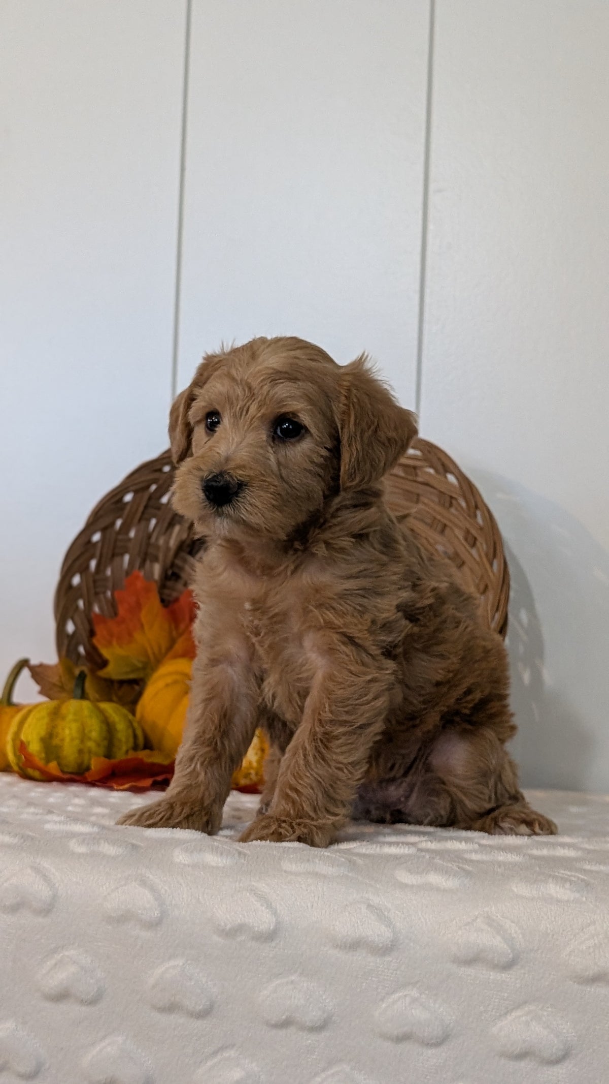 SCHNOODLE (SEP 03) 4 FEMALES/3 MALES