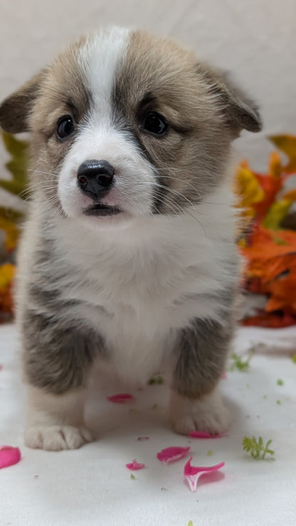 CORGI (09/17) FEMALE