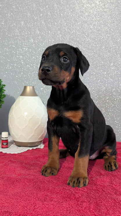DOBERMAN PINSCHER (OCT 17) FEMALES