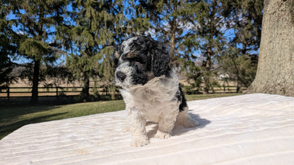 MINI BERNEDOODLE (02/09) MALE