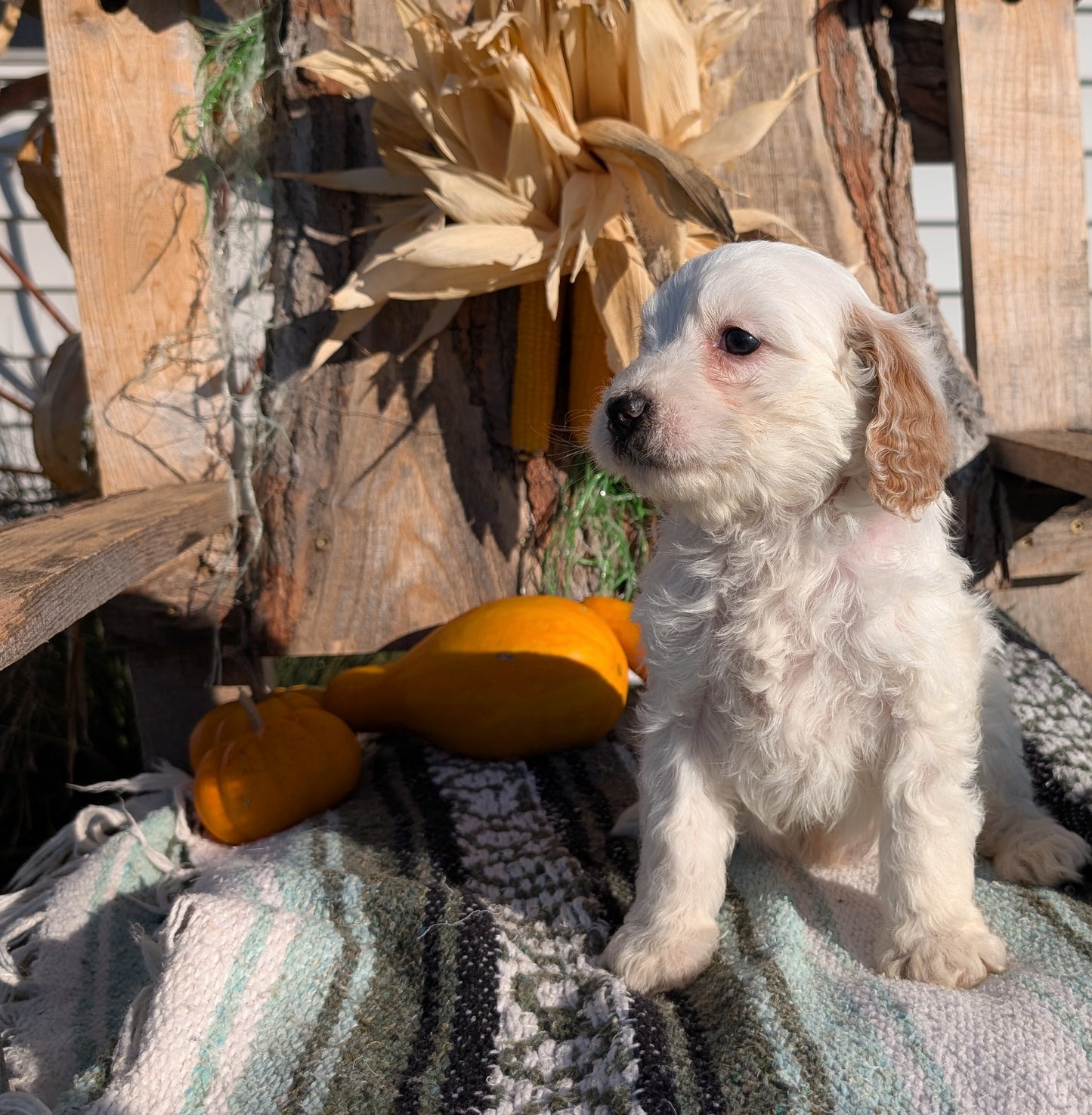 CAVAPOO (OCT 02) MALES