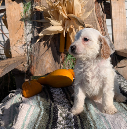 CAVAPOO (OCT 02) MALES