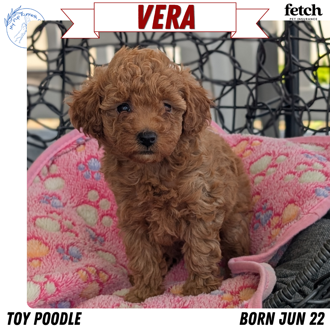 TOY POODLE (JUN 22) FEMALES