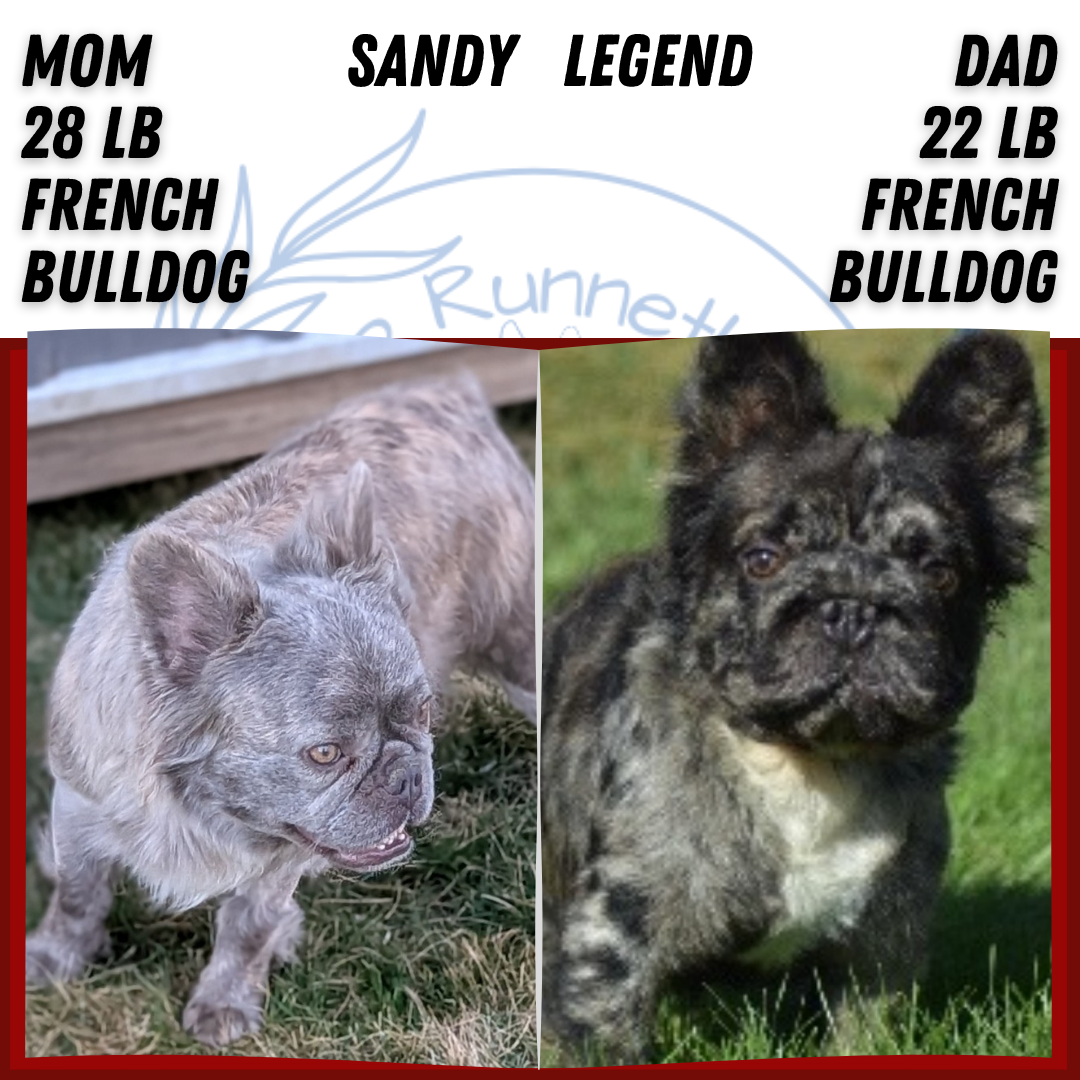 FRENCH BULLDOG (MAR 09) FEMALES