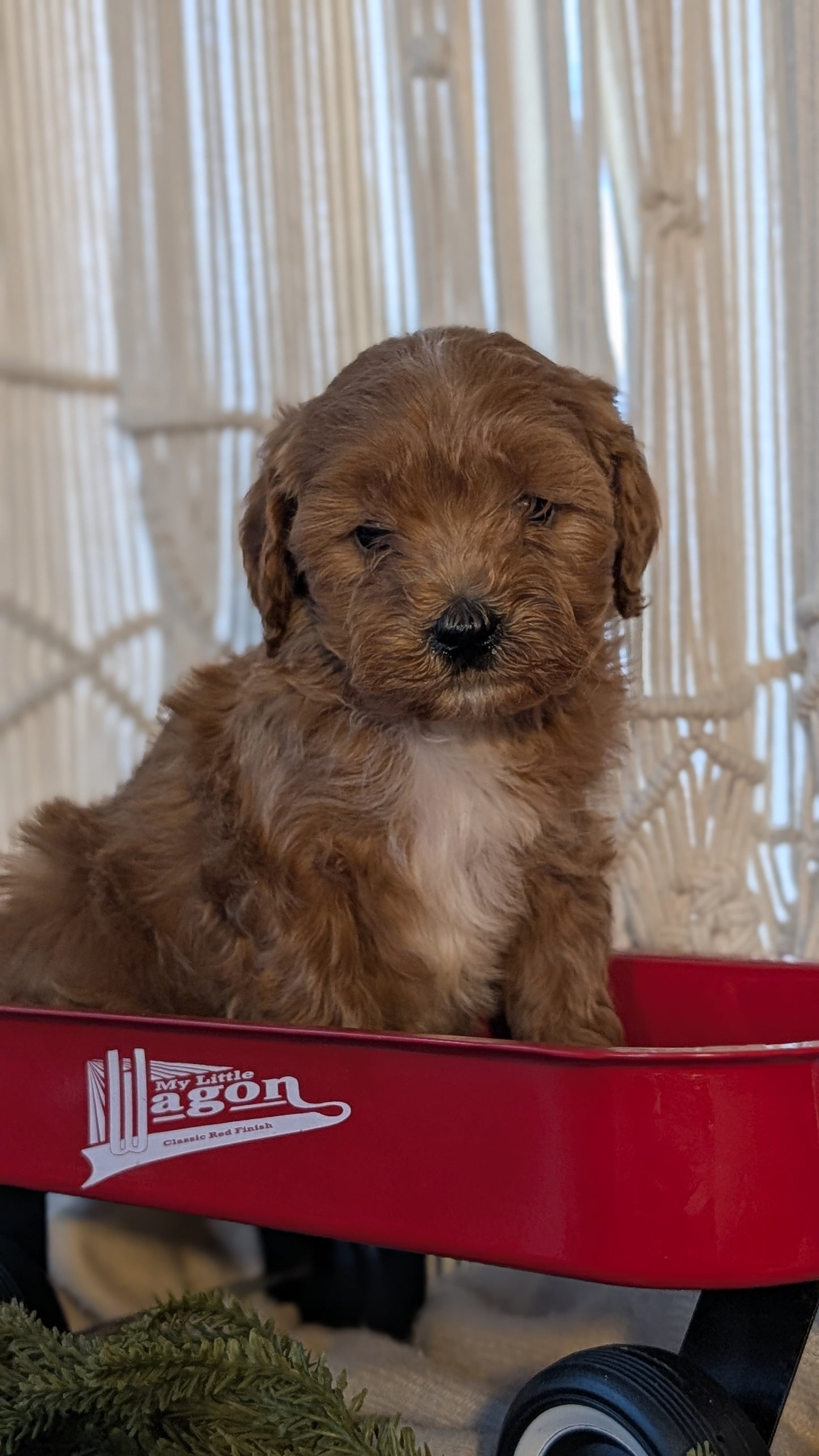 CAVAPOO (NOV 17) MALES