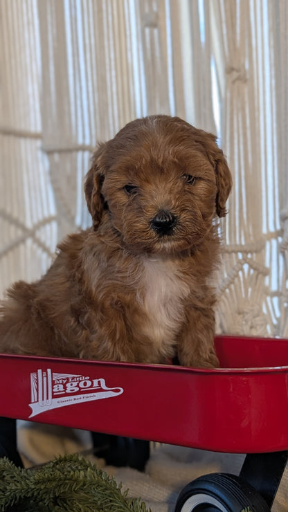 CAVAPOO (NOV 17) MALES