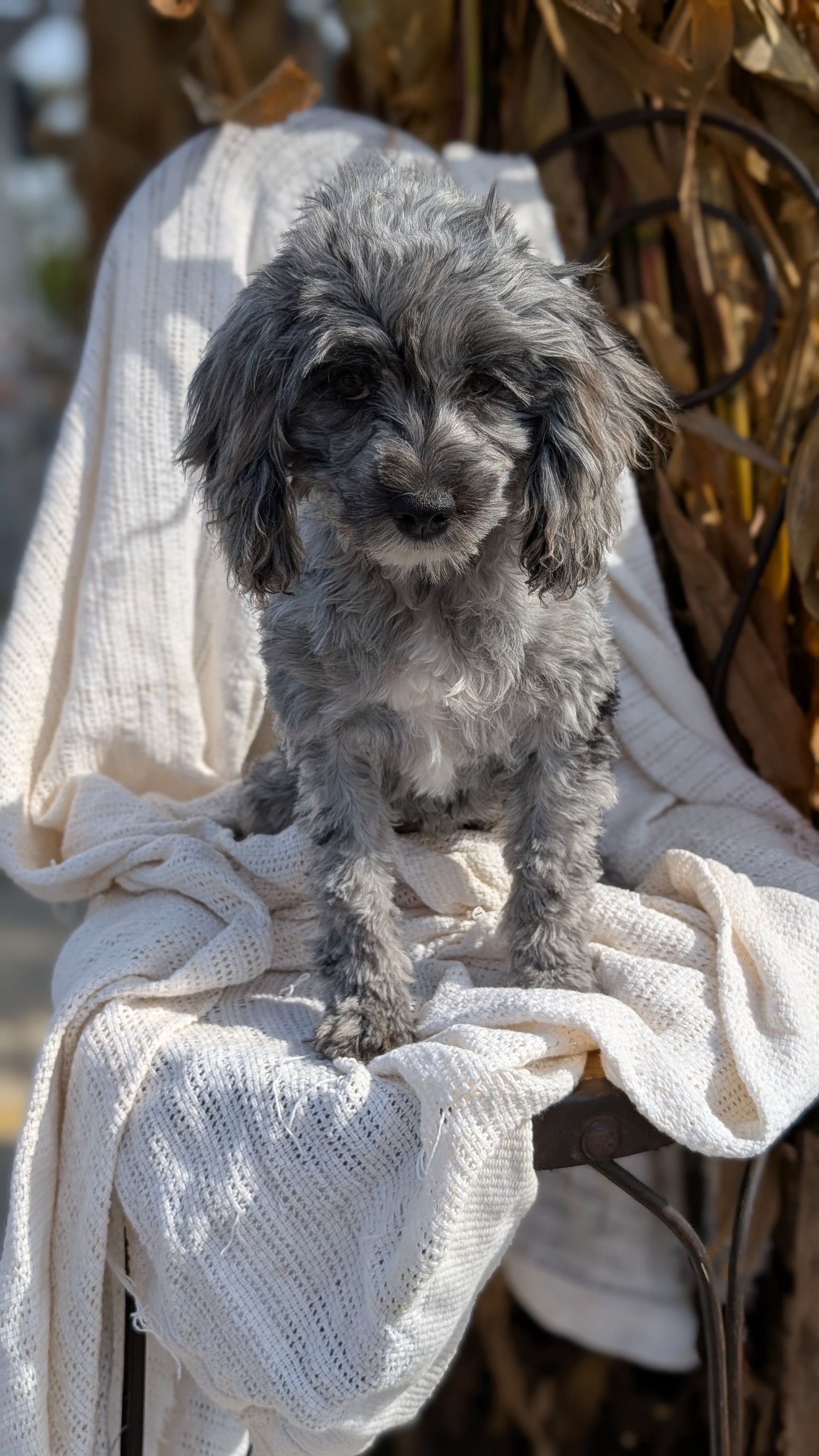 COCKAPOO (05/02) FEMALE
