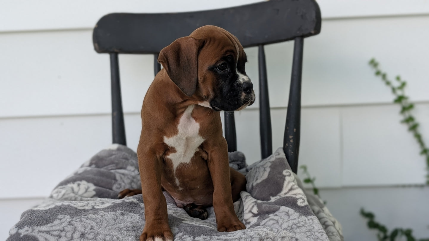 BOXER (JUN 11) MALES