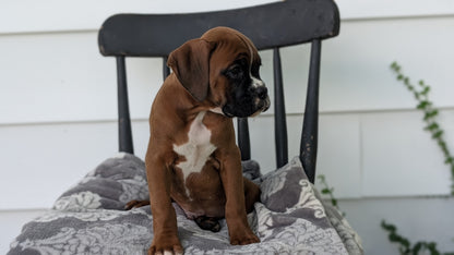 BOXER (JUN 11) MALES
