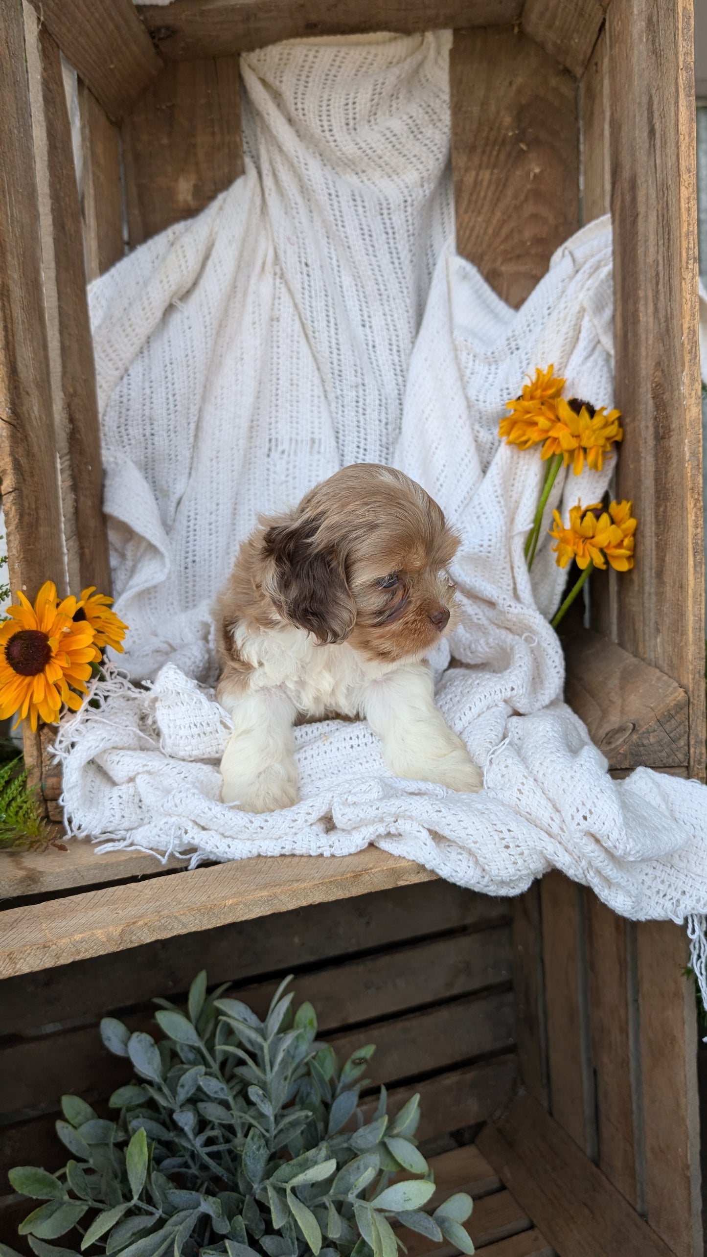 COCKAPOO (06/02) MALE