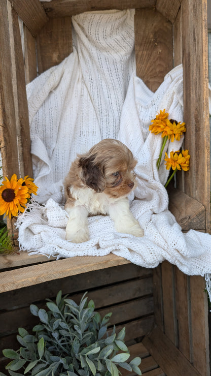 COCKAPOO (06/02) MALE
